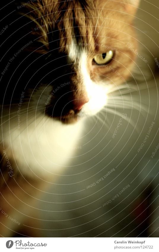 Paul. Katze Oberlippenbart Fell bewegungslos weiß Hauskatze Schnauze böse Säugetier Haare & Frisuren Ohr Blick getigert Auge leuchten