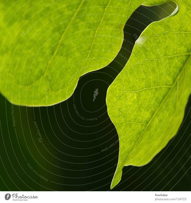 Photosynthese II Blatt rund grün schwarz Sonnenlicht Quadrat Botanik Gefäße organisch Biologie Prozess verwandeln Pflanze Strukturen & Formen Botanischer Garten
