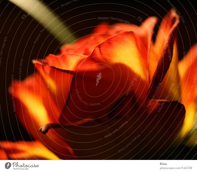 Rose rot Blume Valentinstag dunkel schwarz Pflanze feurig schön Brand Flamme Lampe Verehrer Natur orange