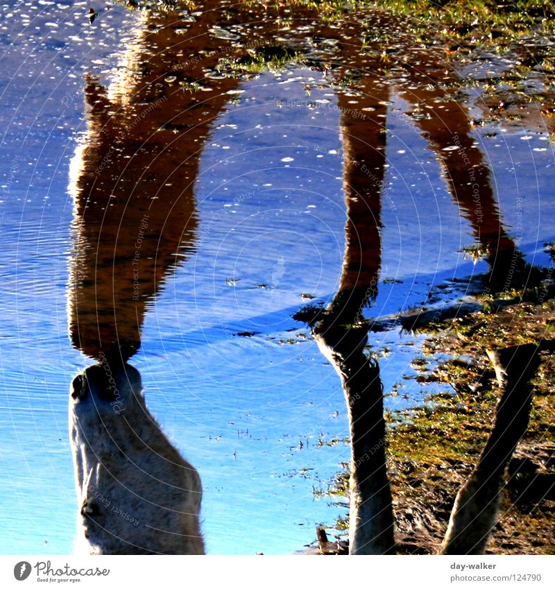 (Blau)schimmel Pferd Tier See Reflexion & Spiegelung Spiegelbild trinken Fressen Silhouette Pferdekopf Huf Wiese Randzone azurblau Säugetier Wasser Sprechgesang