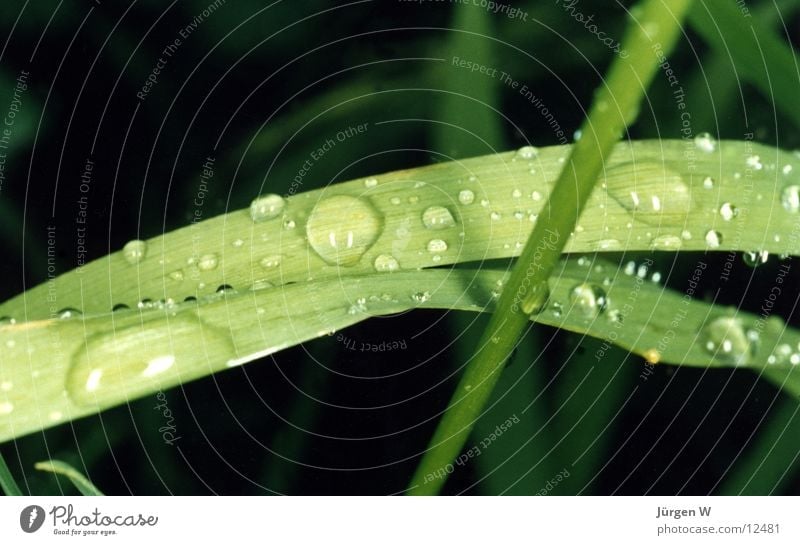 Morgentau Gras Tau grün Pflanze nass Natur Wasser Wassertropfen grass water wet drop