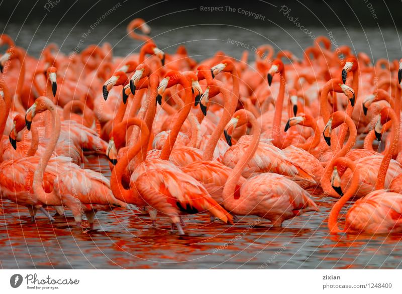 größere Flamingos Tier Wildtier Vogel Tiergruppe Herde Wasser entdecken tauchen natürlich mehrfarbig rosa rot schwarz schön Wissen Farbfoto Morgen