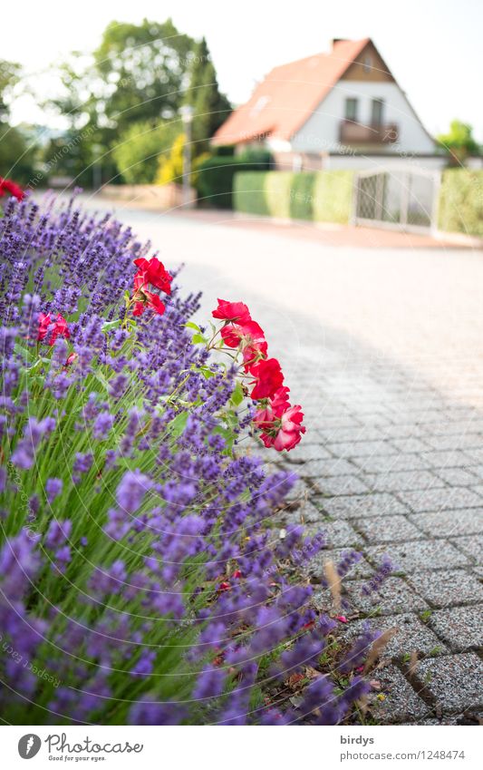 Wohnkultur ala aleman Häusliches Leben Haus Sommer Blume Dorf Kleinstadt Einfamilienhaus Straße Blühend ästhetisch Kitsch positiv Zufriedenheit Geborgenheit