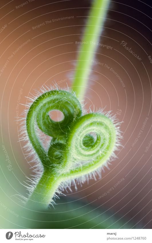 Kuschlighaarig Natur Pflanze Nutzpflanze Sproßranke Ranke Kürbisgewächse Herz Schleife Spirale ästhetisch außergewöhnlich dünn authentisch klein nah natürlich