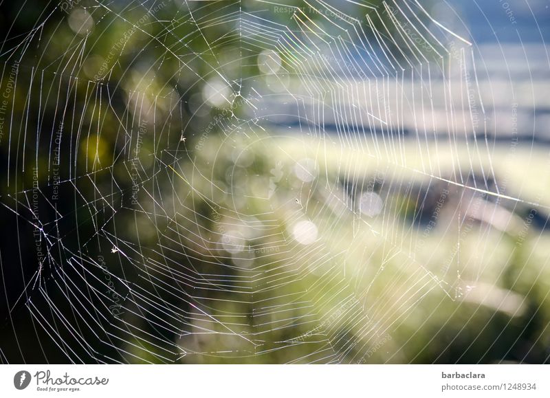 Wie die Spinne die Welt sieht Umwelt Natur Landschaft Garten Straße Spinnennetz leuchten hell geheimnisvoll Netzwerk Sinnesorgane Irritation Zusammenhalt