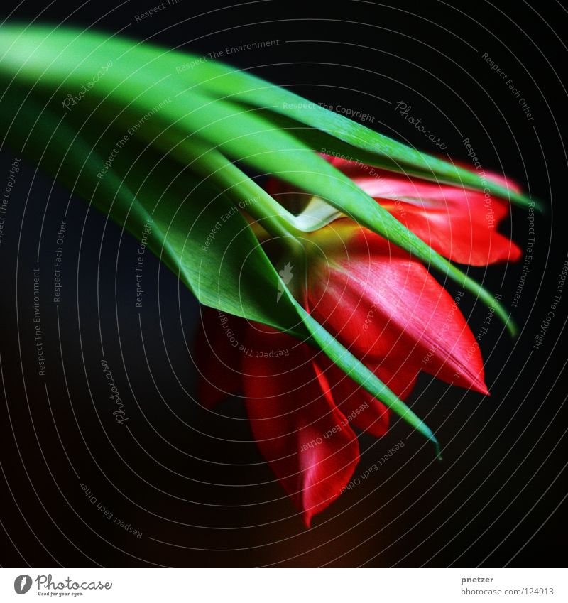 Tulpe! Blume Blüte Stengel grün rot rosa Makroaufnahme Symbole & Metaphern Frühling Sommer Freude Natur