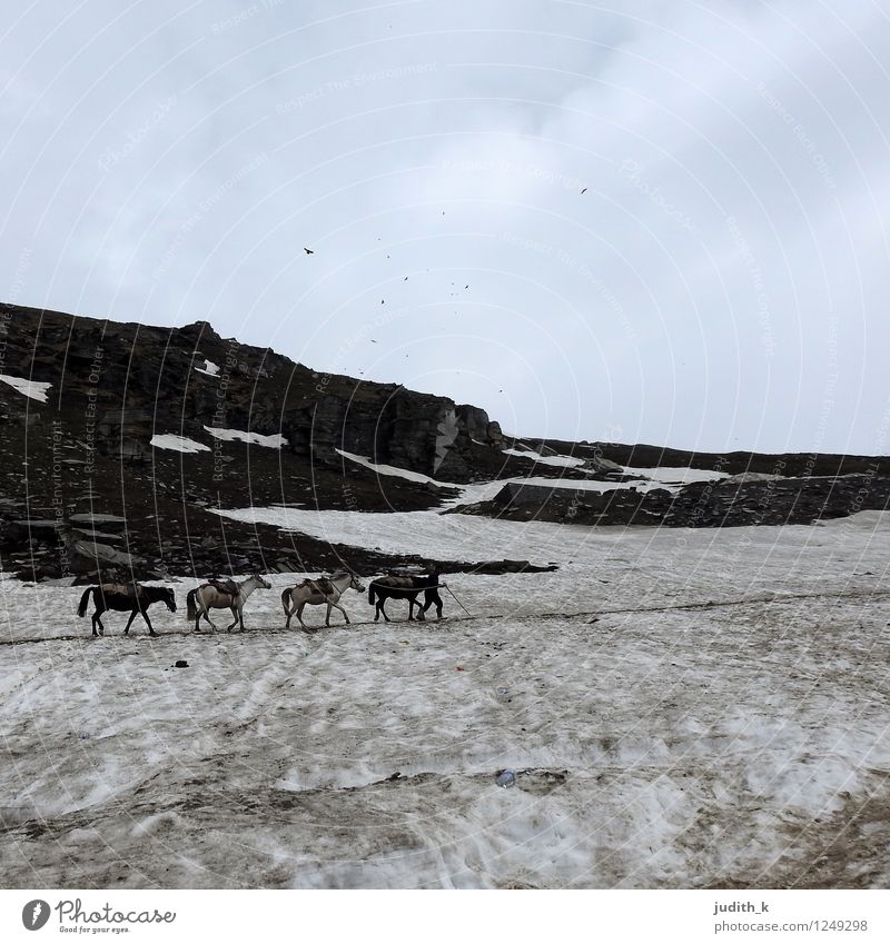 4 Pferde im Schnee Natur Winter Berge u. Gebirge Himalaya Tier Tiergruppe frieren gehen wandern kalt Willensstärke Mut Ausdauer Abenteuer anstrengen Bewegung