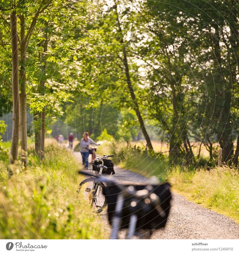 Ausflug mit dem Fahrrad Mensch maskulin feminin Frau Erwachsene Mann Menschengruppe Landschaft Pflanze Sonnenlicht Sommer Schönes Wetter Baum Gras Sträucher