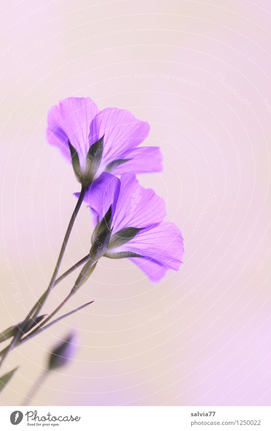 lila zart Gesundheitswesen harmonisch Wohlgefühl Sinnesorgane Erholung ruhig Meditation Duft Muttertag Natur Pflanze Sommer Blüte Nutzpflanze Lein Blühend