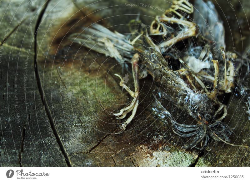 Toter Vogel Spatz Sperlingsvögel Tod Skelett Opfer Opfergaben Leben Herz-/Kreislauf-System Holz Feder Krallen Tierfuß