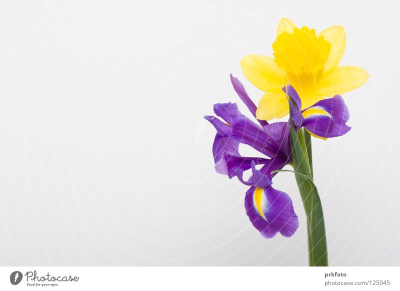 Narzisse und Iris gelb Muttertag Blume Hintergrundbild Dekoration & Verzierung Narzissen Glückwünsche Gratulation blau-weiß Valentins Day birthday