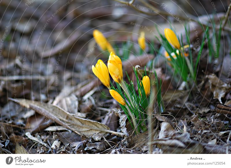 "Winter Ade" Freude Frühling Blume Blühend dünn weich gelb violett orange Lebensfreude Lust geheimnisvoll Krokusse Frühblüher Zusteller Blütenstempel zart