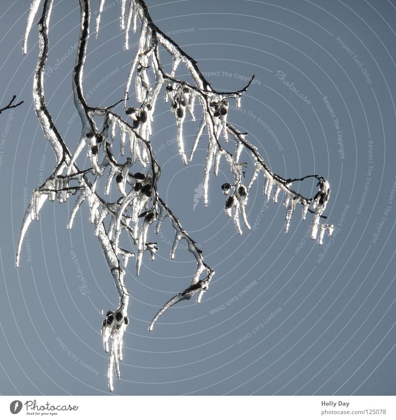 Klirrende Kälte Eiszapfen kalt hängen schwer Winter Eiszeit Ast Blauer Himmel