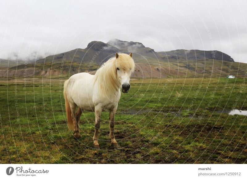 Islandpferd Natur Landschaft Pflanze Tier Hügel Berge u. Gebirge Wildtier Pferd 1 Stimmung Island Ponys Ferne weiß stehen Reiten Reitsport schön Farbfoto