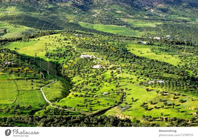 grünes Marokko II Umwelt Natur Landschaft Pflanze Sommer Wetter Schönes Wetter Baum Gras Sträucher Wiese Wald Hügel Fes Straße Wege & Pfade exotisch Ferne