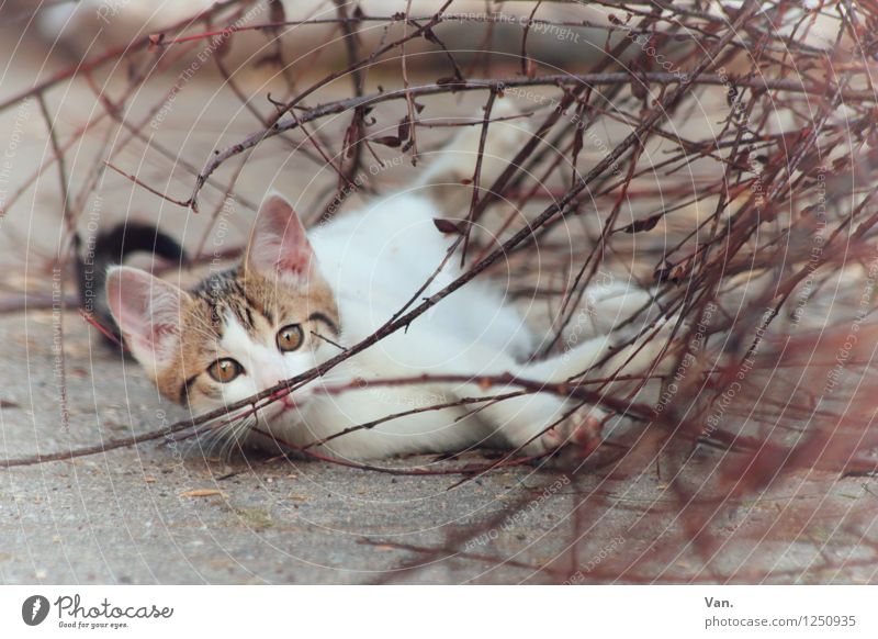Ich will doch nur spiel'n Sommer Pflanze Sträucher Zweig Tier Haustier Katze 1 Spielen klein Neugier braun weiß Farbfoto mehrfarbig Außenaufnahme Menschenleer