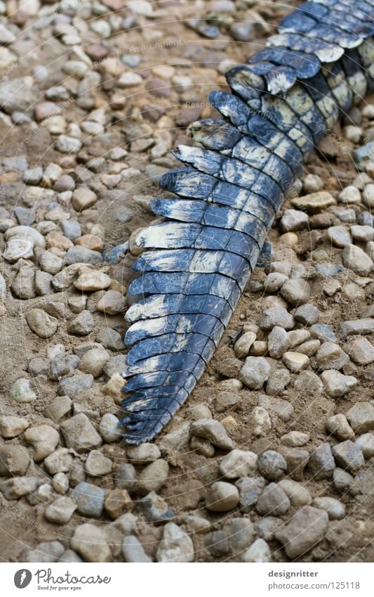 Ganz hinten Schwanz Tier Krokodil gefährlich Jäger fatal töten Handtasche Leder krabbeln Reptil Dinosaurier Haut Scheune Aligator bedrohlich Wildtier Jagd Tod