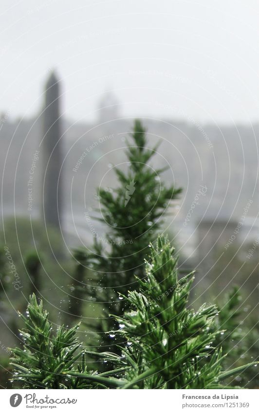 Tautropfen Städtereise Pflanze Wasser Wassertropfen Herbst schlechtes Wetter Nebel Regen Grünpflanze Park Hügel Edinburgh Schottland Turm Obelisk Wachstum