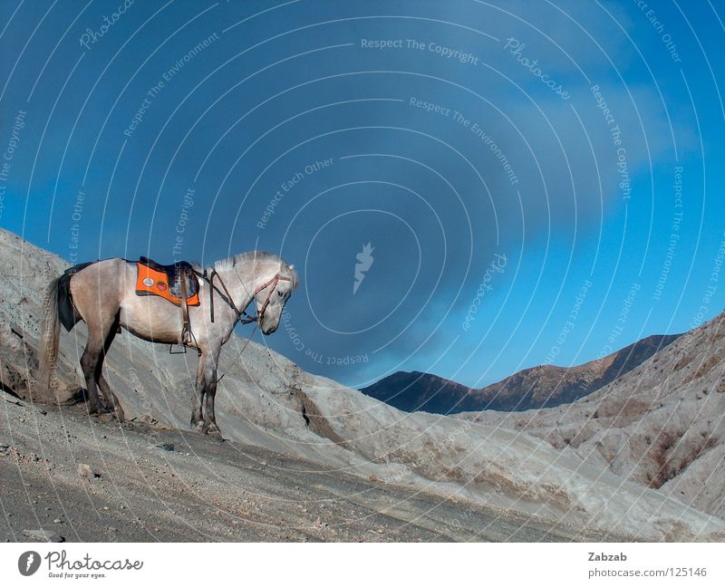Vulkanpferd Pferd Eruption Asien Java Indonesien Reitsport Wolken grau Abenteuer Tier aufsteigen Außenaufnahme Berge u. Gebirge Schimmelpilze Rauch Mount Bromo
