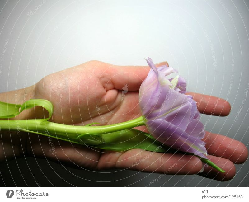 Tulpenlied Blume Blüte violett grün Blütenblatt Pflanze zart fein leicht Hand Finger schenken Geschenk ausgefranst schlafen wiegen Frühling Frühlingsblume schön