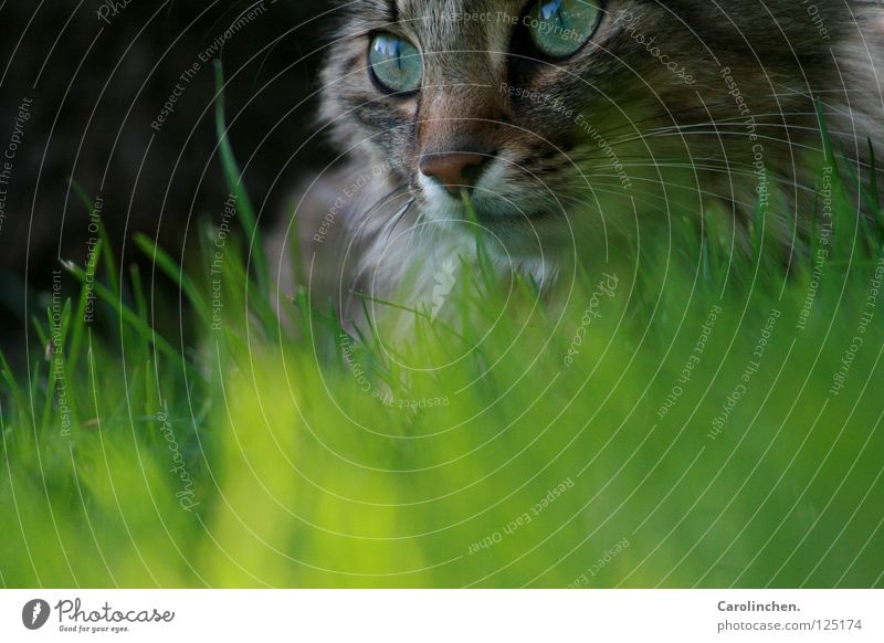 Laya. Freude schön Sommer Natur Tier Wiese Katze hell Geschwindigkeit grün Säugetier Außenaufnahme freilebend Herumtreiben