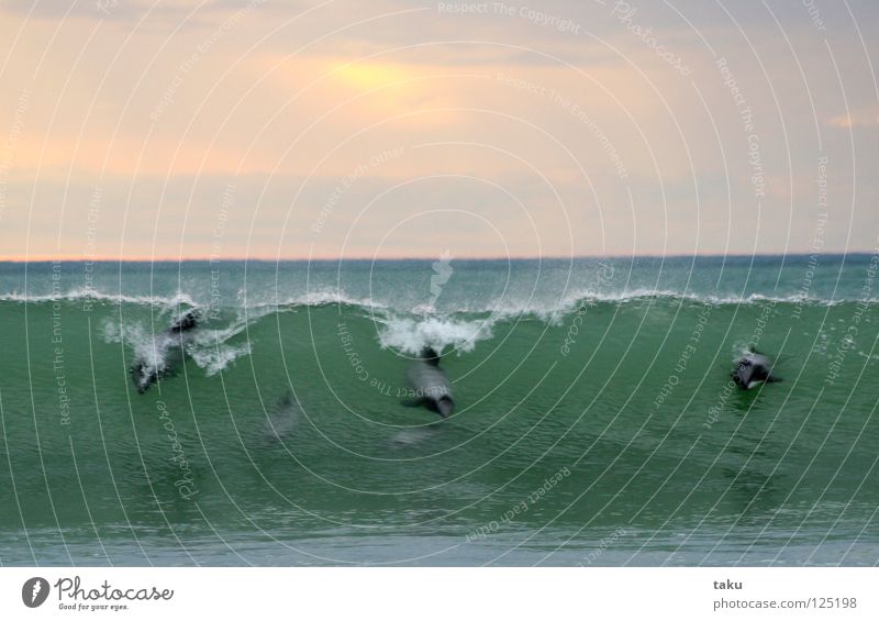 DANCE OF THE DOLPHINS I Neuseeland Südinsel Delphine Säugetier Meer grün weiß Wellen springen Spielen Naturphänomene aufregend Tier p.b hector dolphins