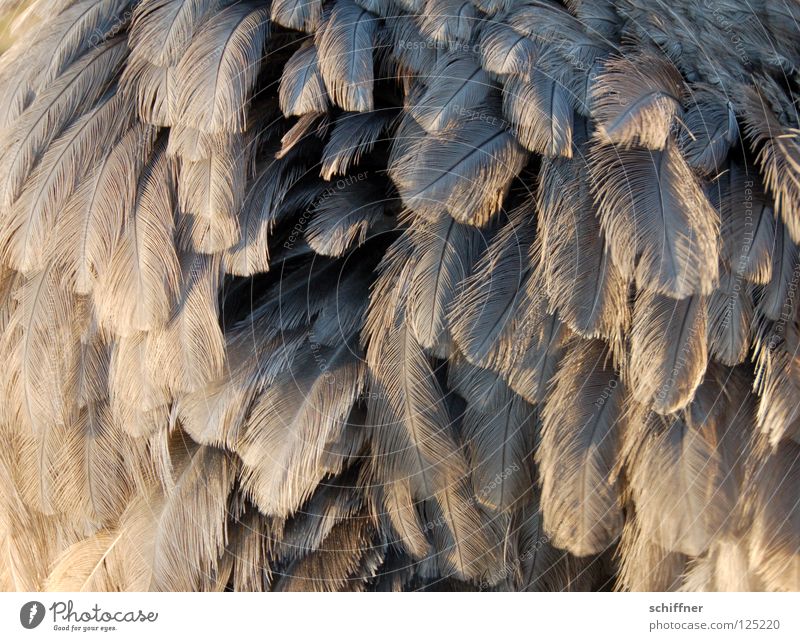 Nanduu aufgeplustert Vogel Laufvogel Tier Feder gefiedert fein grau Hintergrundbild Boa durcheinander Nandüüchen aufplustern Strukturen & Formen Schmuckfedern