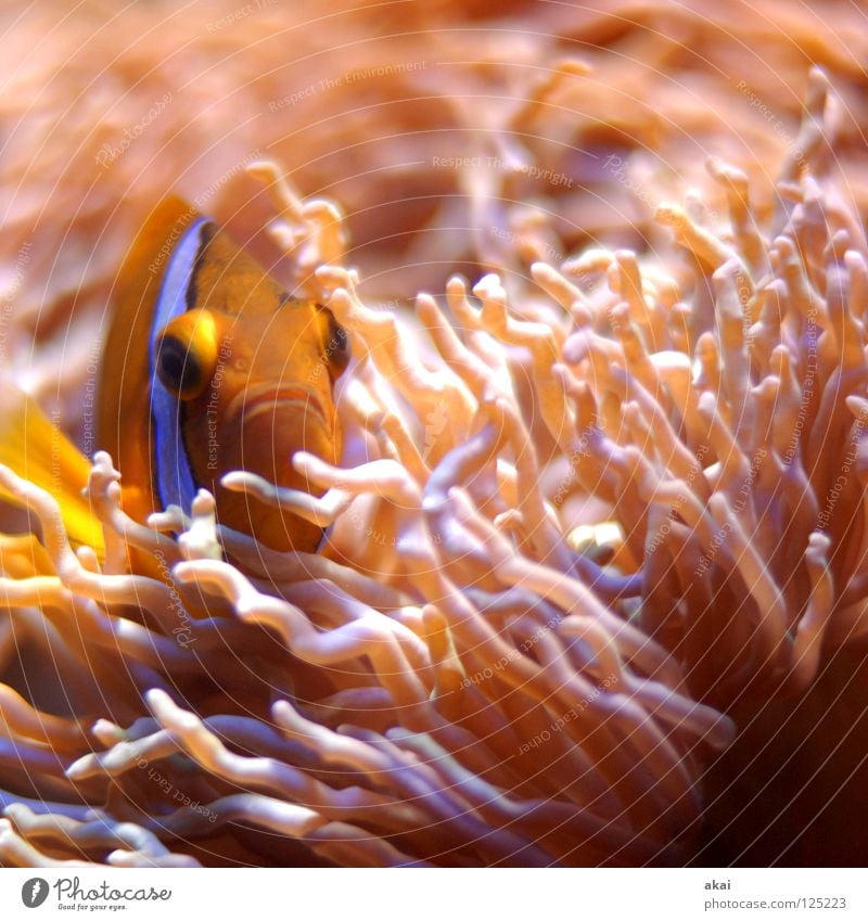 Waterworld Aquarium Clownfisch Findet Nemo Korallen rot rosa Tarnung dunkel krumm Bewegungsunschärfe Unschärfe Langzeitbelichtung Fischauge Versteck Wasser