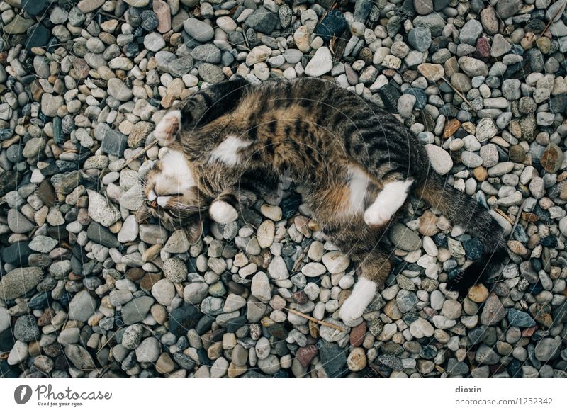 Spreedorado | einfach mal wohlfühlen! Tier Haustier Katze 1 Kies Kieselsteine Stein Erholung genießen kuschlig natürlich niedlich Zufriedenheit Lebensfreude