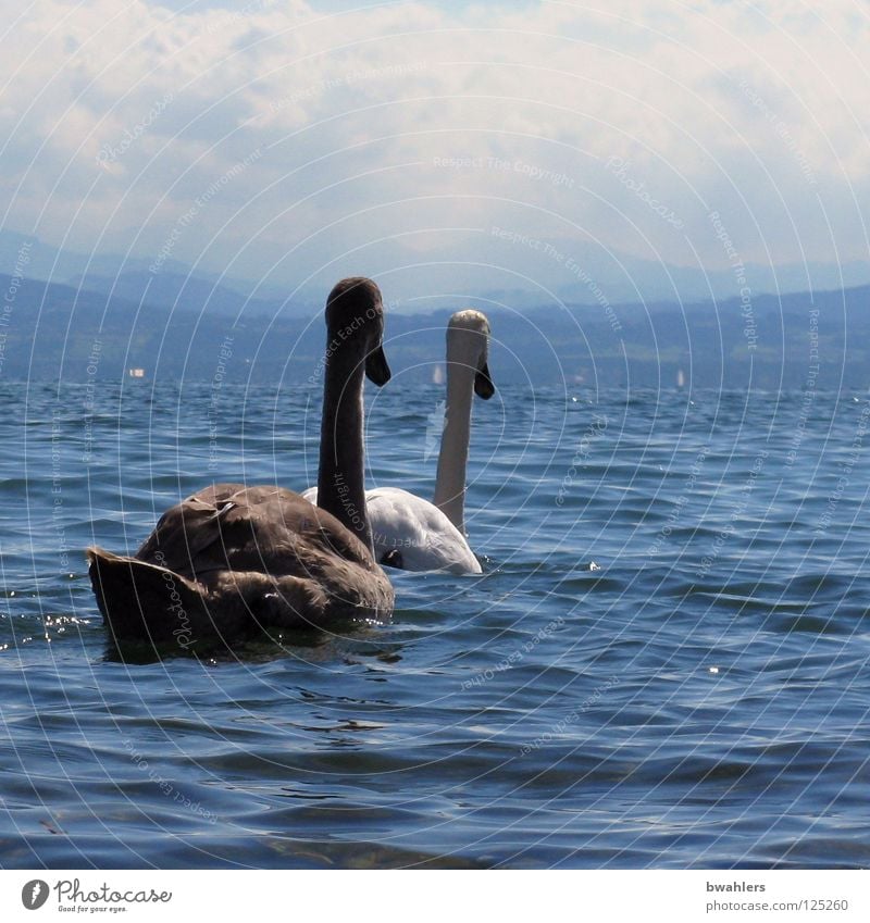 auf zum anderen Ufer Schwan weiß schwarz See Wellen Wolken 2 Vogel Wasser Bodensee blau Himmel Berge u. Gebirge Bergsicht Im Wasser treiben Schwimmen & Baden