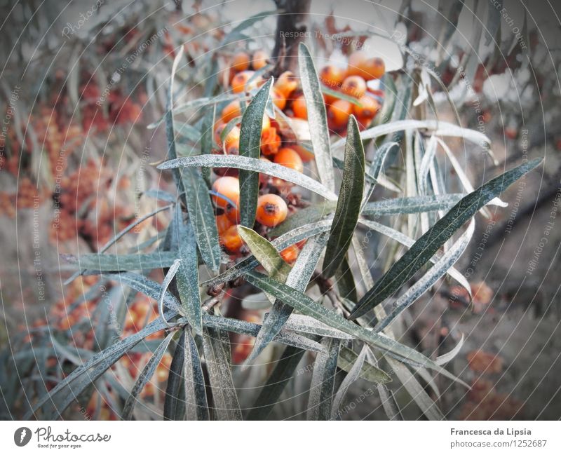 Sanddorn im Winter Sanddornblatt Gesunde Ernährung Natur Pflanze Sträucher Blatt Nutzpflanze Wachstum Gesundheit kalt rund saftig sauer grau grün orange Leben