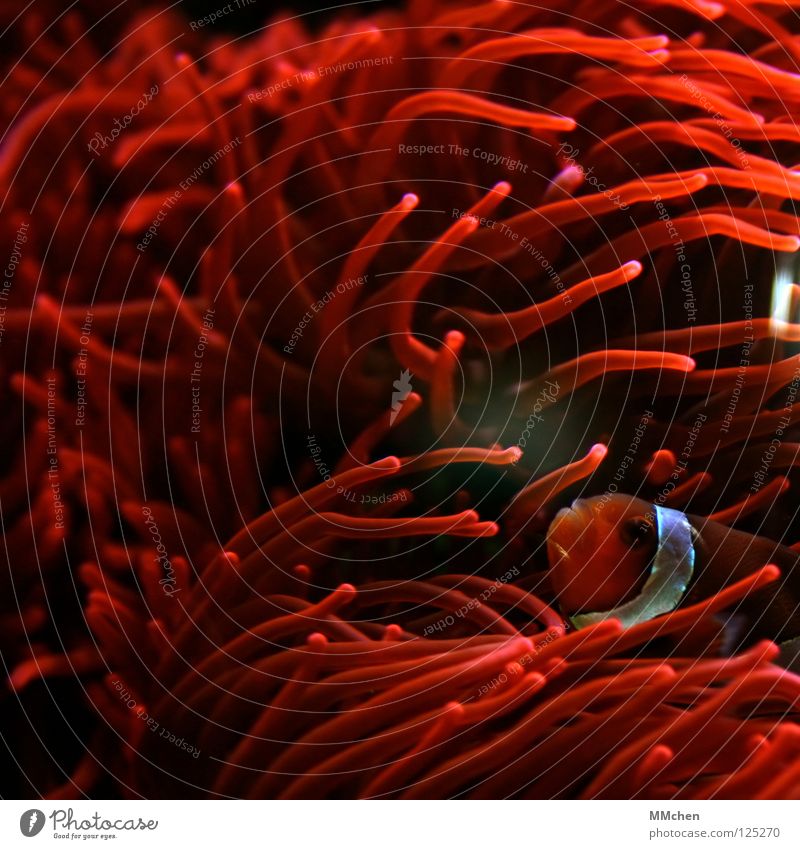 Findet Nemo Clownfisch Harlekinfisch Anemonenfische Seeanemonen Symbiose Aquarium Meerwasser Korallen Korallenriff rot weiß Streifen Fischmaul Fühler Tentakel
