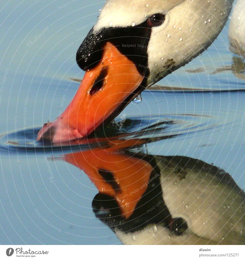 Schwanenspiegel Spiegel trinken Reflexion & Spiegelung Schnabel Vogel Wellen See Teich weiß schwarz Tier eitel Spiegelbild Oberfläche Wasseroberfläche