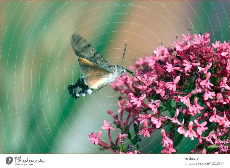 Taubenschwaenzchen; Macroglossum; stellatarum; Wildtier Schmetterling fliegen Fressen Taubenschwanz Spornblume Spornblumen Centranthus Karpfenschwanz