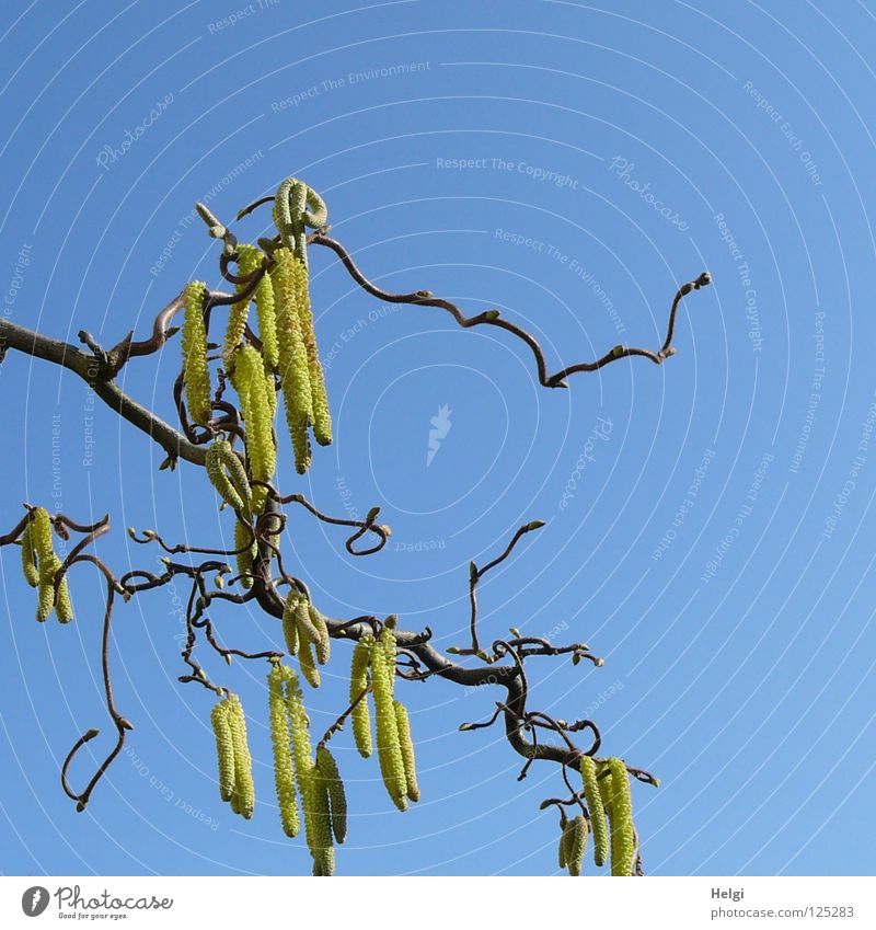 Zweig eines Korkenzieherhaselnussstrauches mit Haselkätzchen vor blauem Himmel Haselnuss Sträucher Baum Pflanze Geäst krumm Zusammensein gekrümmt nebeneinander