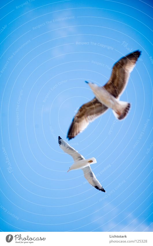 liebesflug Luft Freizeit & Hobby Wärme Gleitschirmfliegen Beginn See Meer Spaßvogel Kroatien Vertrauen Strand Küste Freiheit Farbe blau Wind Himmel Bewegung