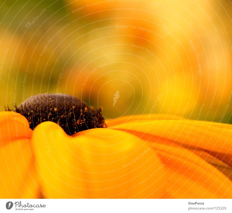 El centro gelb Blume Mitte Roter Sonnenhut Heilpflanzen orange flower