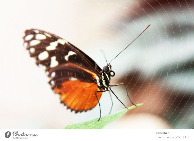 topmodel Tier Schmetterling Flügel common tiger beobachten fliegen sitzen ästhetisch außergewöhnlich schön orange Facettenauge Fühler Beine Rüssel Farbfoto