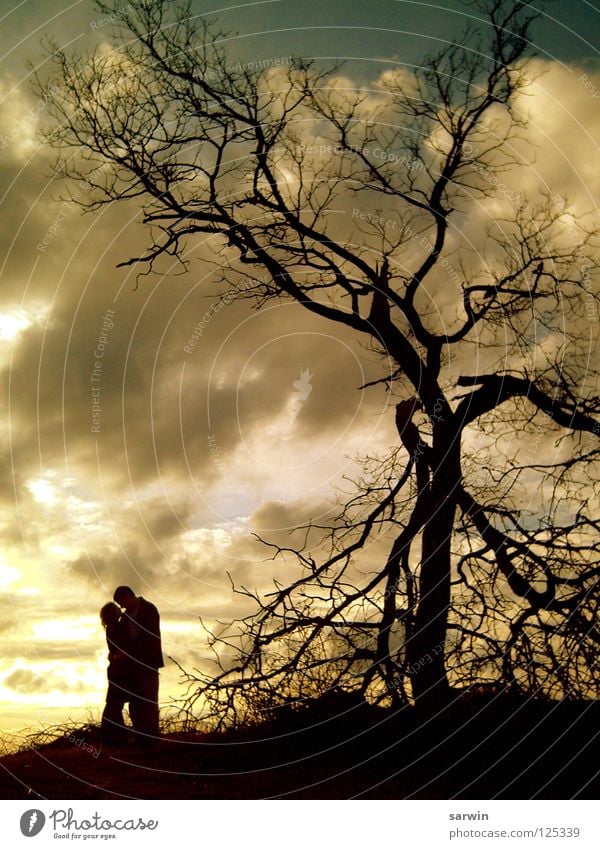 Sonnenlicht Baum Küssen Romantik Sonnenuntergang Wolken Valentinstag Liebe Abend Paar Schatten Siluette paarweise Liebespaar Zusammensein Partnerschaft