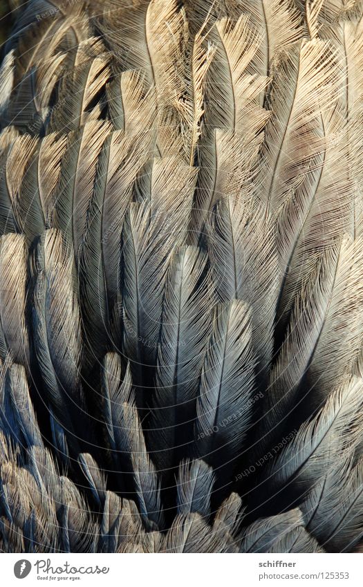Nanduu plumös Vogel Laufvogel Tier Feder gefiedert fein grau Hintergrundbild Boa durcheinander Nandüüchen aufplustern aufgeplustert Strukturen & Formen