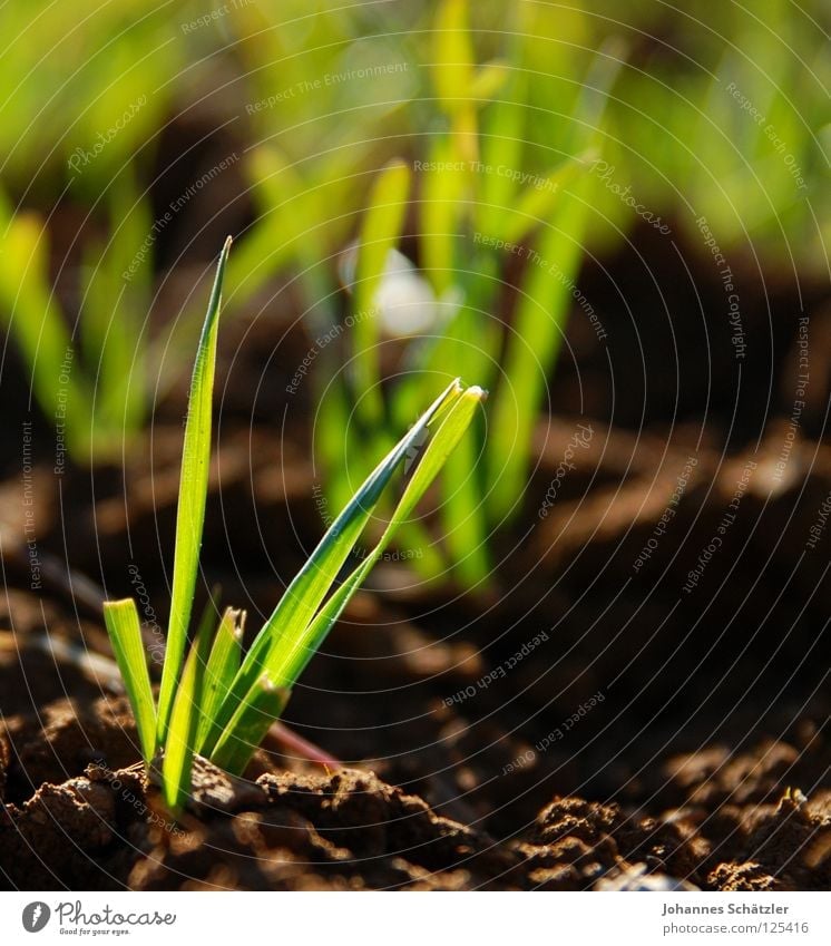 Frühling springen Gras grün saftig Feld Wiese Landwirtschaft Halm Aussaat säen Frühlingsgefühle Erde