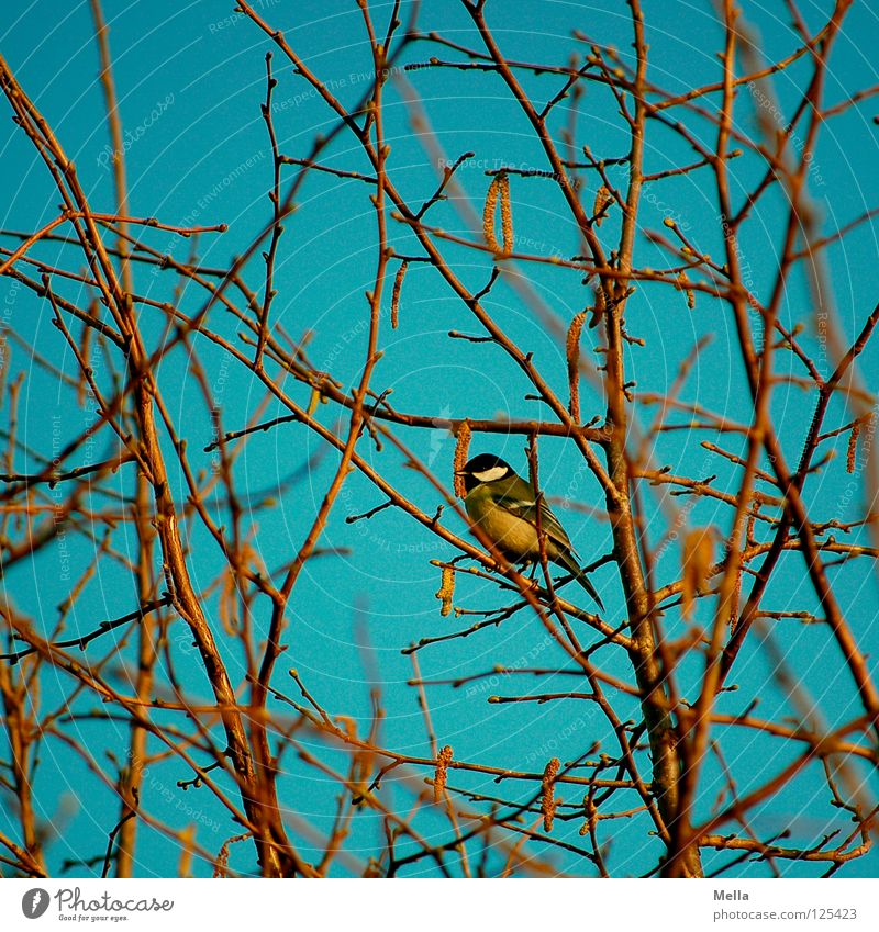 Meisenwinter (bunt) Vogel Kohlmeise hocken Einsamkeit Baum Sträucher Geäst Haselnuss Winter laublos Frühling gelb mehrfarbig sitzen Ast Zweig Himmel blau