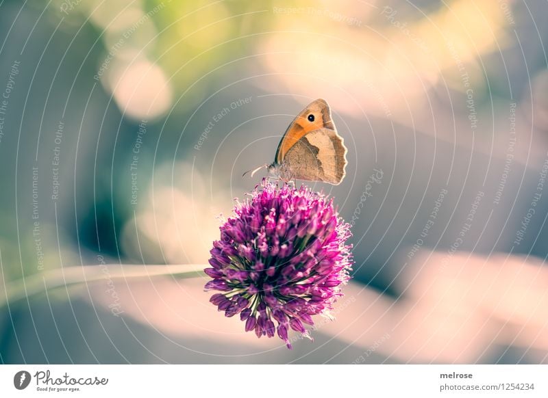 G E L A N D E T Knoblauch elegant Stil Natur Sommer Schönes Wetter Blüte Knoblauchblüte Garten Nutztier Schmetterling Flügel Großes Ochsenauge Fühler 1 Tier