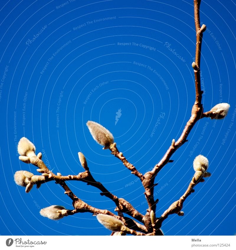 Frühling! II austreiben Magnoliengewächse Physik Beleuchtung Luft atmen Park Himmel blau Blütenknospen Ast Zweig ausschlagen Schönes Wetter Wärme Pollen