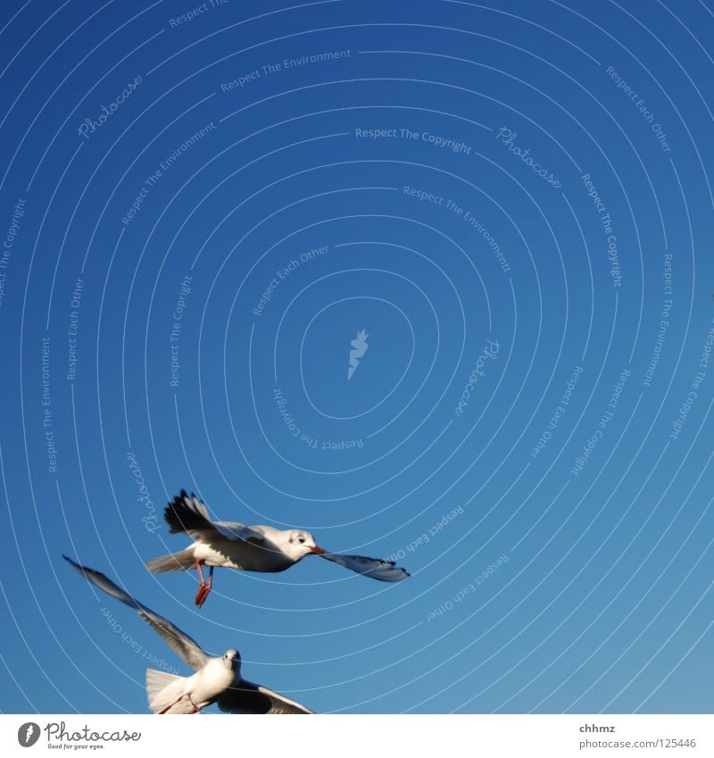 Komischer Anschnitt Möwe Vogel Segeln Schweben Meer See Geschwindigkeit schön ästhetisch geschmackvoll Ferne fliegen Luftverkehr Fluss Luftkampf Attacke