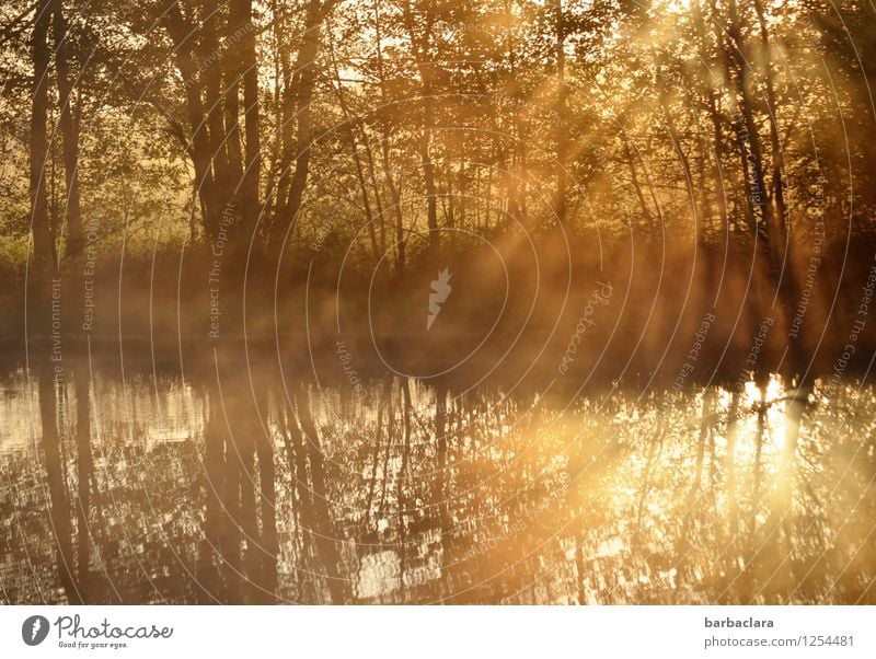 400 | Lieblingssonnenaufgangsweiher Natur Landschaft Wasser Sonne Herbst Schönes Wetter Baum Sträucher See Teich leuchten gold Stimmung Beginn Energie Hoffnung