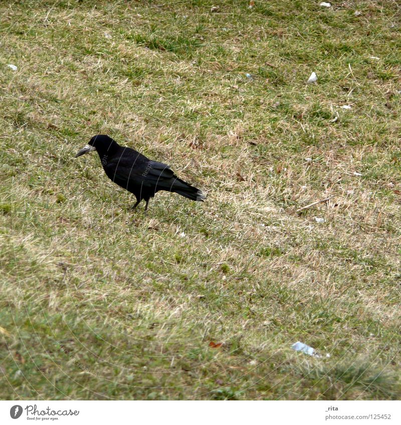 Krähe Rabenvögel grün schwarz Nahrungssuche Futter Gras Winter Vogel Appetit & Hunger Tier Einsamkeit Lebewesen Säugetier krähenfüße Flügel Natur Feder tierlieb