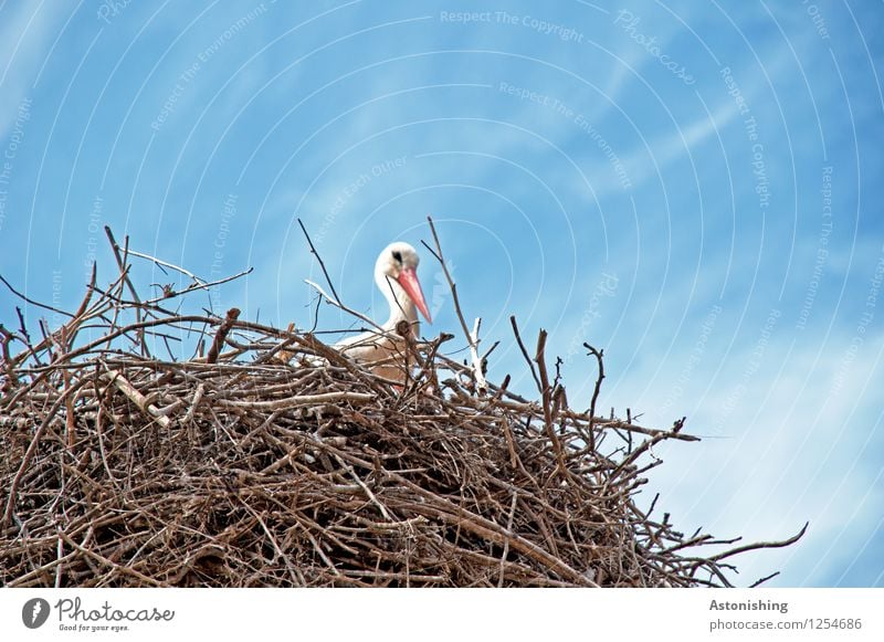 Storch im Nest I Umwelt Natur Himmel Wolken Tier Wildtier Vogel Storchschnabel 1 Holz Blick sitzen groß hoch blau braun weiß Nestbau Horst Zweige u. Äste