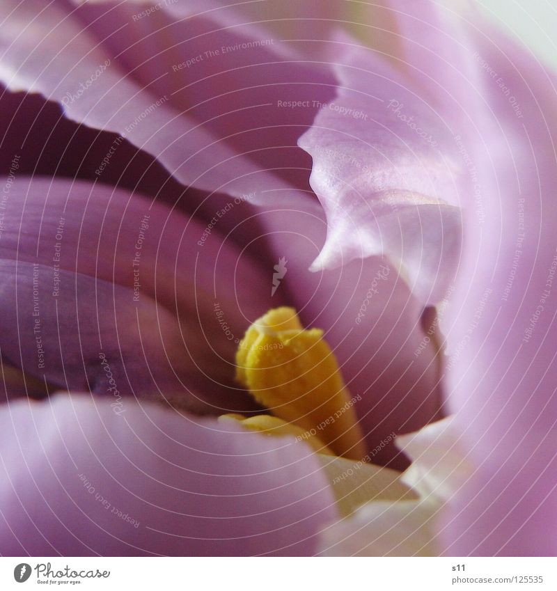 TulpenDetail schön Natur Pflanze Frühling Blume Blüte gelb violett Vergänglichkeit Frühlingsblume Blütenblatt zart fein leicht Pollen geschwungen Am Rand