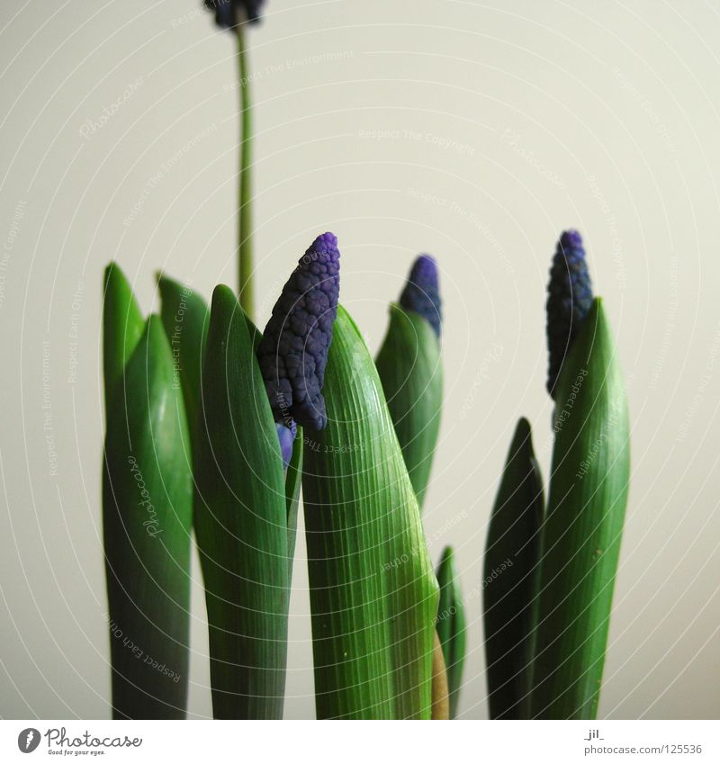 traubenhyazinthen Traubenhyazinthe Hyazinthe Pflanze Frühling Reifezeit Wachstum Länge Blick schön violett grün grau beige Beginn Niveau cm Skala Hülle blau